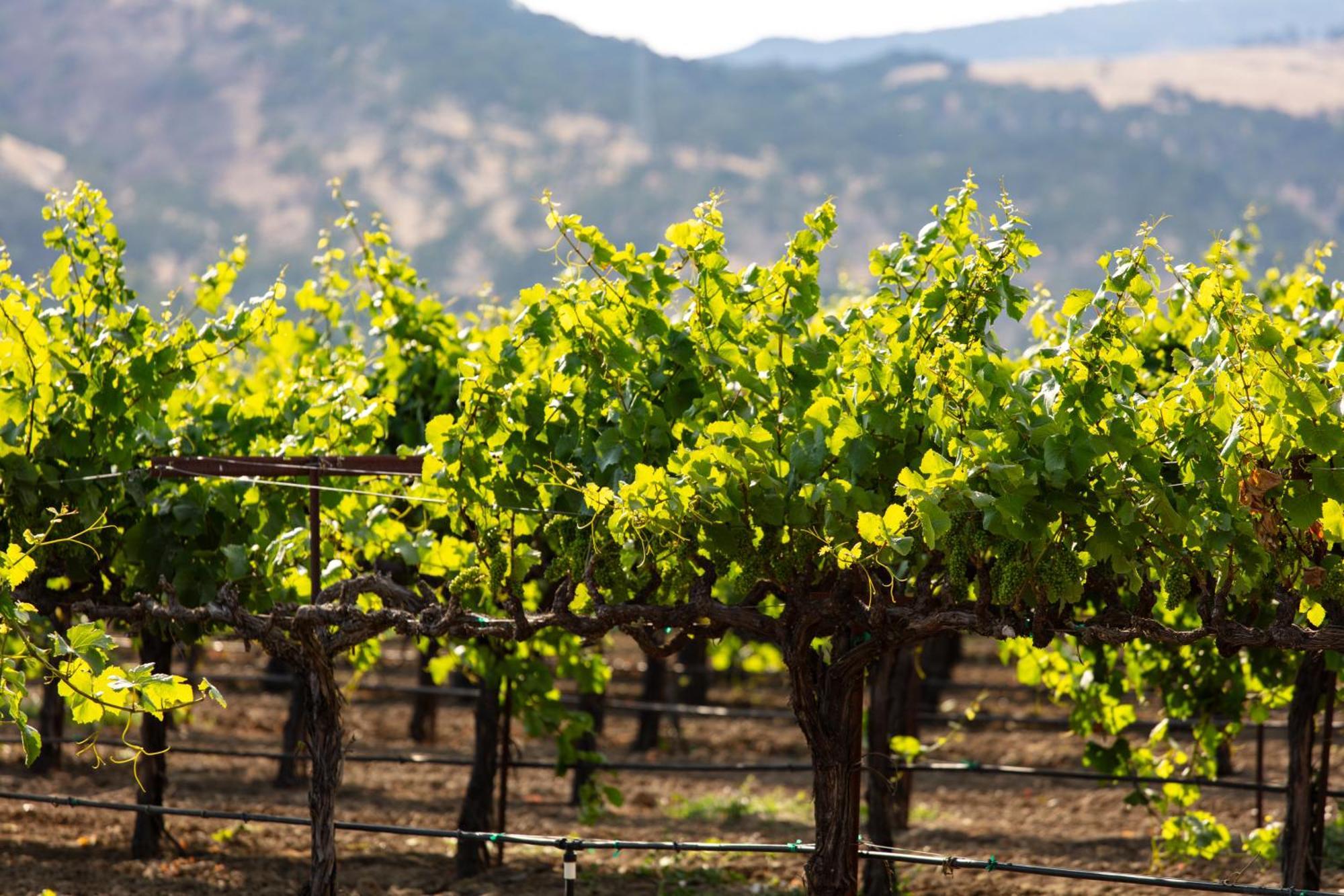 Homewood Suites By Hilton Fairfield-Napa Valley Area Cordelia Kültér fotó