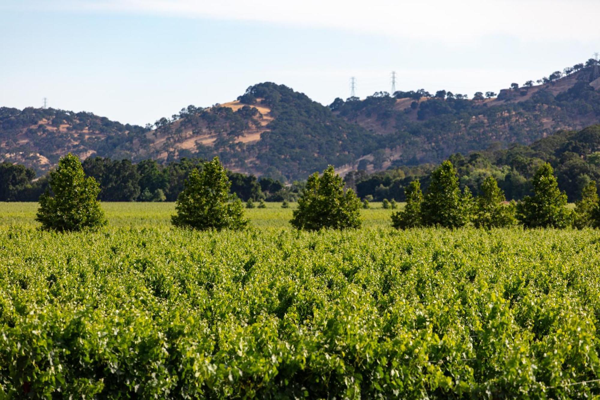 Homewood Suites By Hilton Fairfield-Napa Valley Area Cordelia Kültér fotó